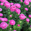 30 Duchess PINK PAEONY ASTER French Peony Callistephus Flower Seeds
