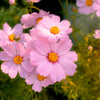 300 DWARF PINK COSMOS Cosmos Bipinnatus Flower Seeds