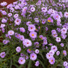 100 Purple NEW ENGLAND ASTER (Michaelmas Daisy) Aster Novae var Angliae Flower Seeds