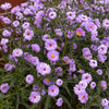 Purple New England Aster Seeds – (Michaelmas Daisy) Aster Novae var Angliae Flower – photo 5