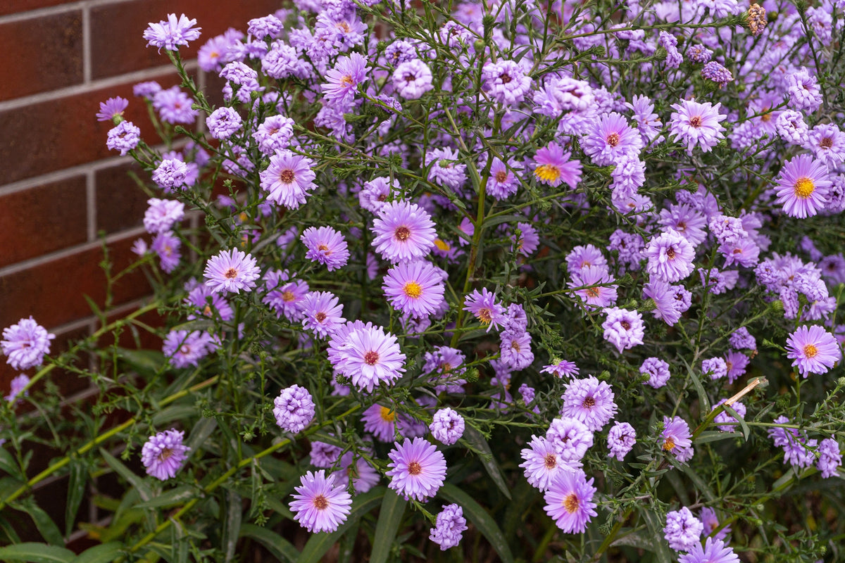 Purple New England Aster Seeds – (Michaelmas Daisy) Aster Novae var Angliae Flower – photo 5