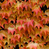Boston Ivy Seeds – ( Bostonian Ivy / Wall Ivy ) Parthenocissus Tricuspidata Veitchii Vine Flower – photo 5