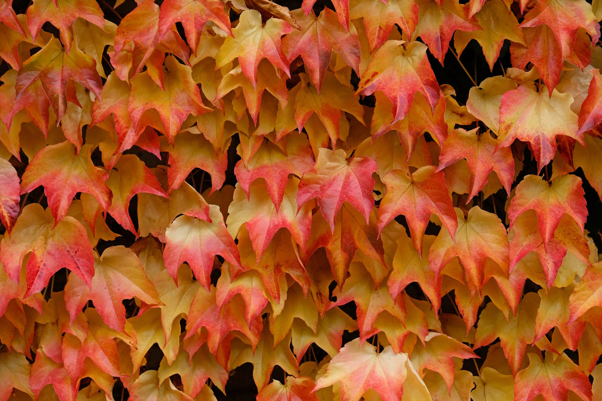 Boston Ivy Seeds – ( Bostonian Ivy / Wall Ivy ) Parthenocissus Tricuspidata Veitchii Vine Flower – photo 5