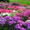 10 TALL GARDEN PHLOX Paniculata Mixed Colors 'New Hybrids Mix' Flower Seeds