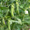 Sugar Ann Pea Seeds – Stringless Sweet Green Snap Pisum Sativum Vegetable – photo 2