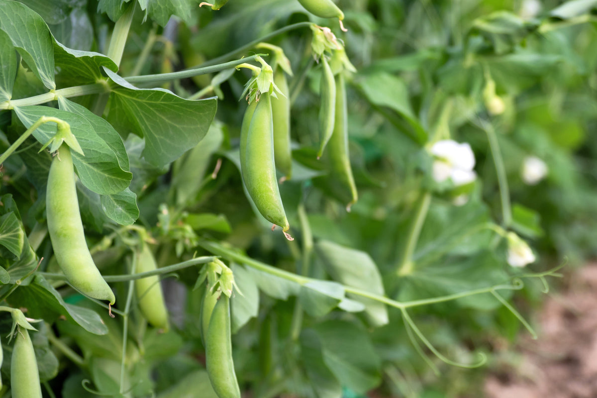 Sugar Ann Pea Seeds – Stringless Sweet Green Snap Pisum Sativum Vegetable – photo 2