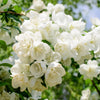 20 SWEET MOCK ORANGE English Dogwood Philadelphus Coronarius Shrub Flower Seeds