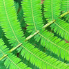 100 ILLINOIS BUNDLEFLOWER Prairie Mimosa Desmanthus Illinoensis Flower Seeds