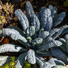 1500 LACINATO KALE Dinosaur Tuscan Black Brassica Oleracea Vegetable Seeds