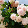 5 GARDEN PEONY Paeonia Lactiflora Red Pink White Mix Chinese Peony Flower Seeds