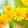 1000 DAHLBERG DAISY Thymophylla Tenuiloba Yellow Flower Seeds - aka Golden Fleece, Gold Carpet,  Shooting Star