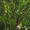 5 TRUE MAHOGANY TREE Honduran Big Leaf Sky Fruit Swietenia Macrophylla Seeds