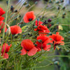 250 Red LONG POD POPPY Papaver Dubium Long Headed Blindeyes Flower Seeds