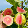 20 GUAVA FRUIT Tree Shrub Psidium Guajava White Flowers Fruit Seeds