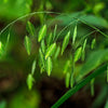 Northern Sea Oats Seeds – Grass Inland Chasmanthium – photo 3