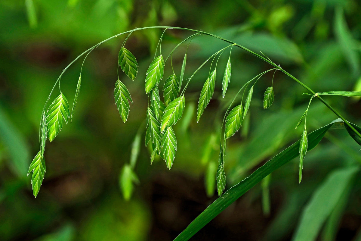 Northern Sea Oats Seeds – Grass Inland Chasmanthium – photo 3