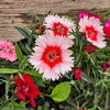 500 MIXED CHINESE PINKS China Rainbow Pink Dianthus Chinensis Bicolor Flower Seeds