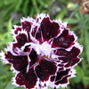 30 Black & White CHIANTI DIANTHUS Chinensis China Pink Flower Seeds