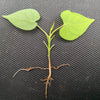 10 White CHRISTMAS VINE Turbina Flower Rivea Ipomoea Corymbosa Seeds
