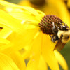 100 YELLOW CONEFLOWER Ratibida Pinnata Flower Seeds