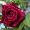 5 BURGUNDY CLIMBING ROSE Red Rosa Bush Vine Climber Fragrant Flower Seeds
