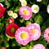 100 MIXED Colors ENGLISH DAISY Bellis Perennis Flower Seeds