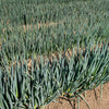 Evergreen Nebuka Bunching Onion Seeds – Japanese Allium Fistulosum Vegetable – photo 5