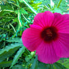 10 KENAF HIBISCUS Cannabinus Indian Hemp Red Flower Seeds