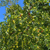 20 ASIAN DATE Jujube Ziziphus Spinosa Common Chinese Tsao Red Fruit Tree Seeds