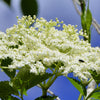 50 BLUE ELDERBERRY Sambucus Cerulea Arizona Blue Elder Tree Shrub Fruit Berry Seeds