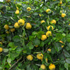 20 COMMON CULINARY QUINCE Fruit Tree Cydonia Oblonga Flowering Shrub Seeds
