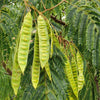 25 MIMOSA / Persian SILK TREE Albizia Julibrissin Seeds
