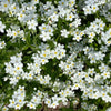 100 Mixed FORGET ME NOT Pink Blue White Mix Myosotis Alpestris Flower Seeds *Flat Shipping