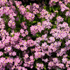 100 Mixed FORGET ME NOT Pink Blue White Mix Myosotis Alpestris Flower Seeds *Flat Shipping