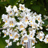 50 Flowering NORTHERN CATALPA Speciosa TREE Seeds (aka Western Catalpa or Catawba / Indian Cigar / Fish-Bait)