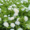 100 White PORTULACA Grandiflora / MOSS ROSE Succulent Flower Seeds