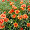 100 Orange PORTULACA MOSS ROSE Portulaca Grandiflora Succulent Flower Seeds