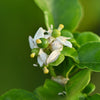 15 KEY LIME Citrus Aurantifolia Fruit Tree Shrub Seeds