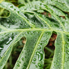 15 Lacy TREE PHILODENDRON Split Leaf Cut-leaf Selloum House Plant Seeds