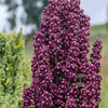 100 Organic BRILLIANT RAINBOW QUINOA Mix Mixed Colors Chenopodium Grain Greens Vegetable Seeds