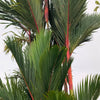 10 Red LIPSTICK PALM Sealing Wax Palm Cyrtostachys Renda Tree Houseplant Seeds