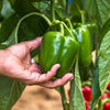 200 Sweet Green CALIFORNIA WONDER Bell PEPPER Capsicum Annuum Vegetable Seeds