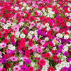 250 MIXED COLORS PETUNIA Flower Seeds