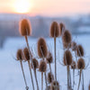 75 FULLERS TEASEL Indian Teasel Dipsacus Sativus White Flower Herb Seeds