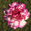 Mixed Carnation / Double Dianthus Chinensis Flower Seeds – photo 4