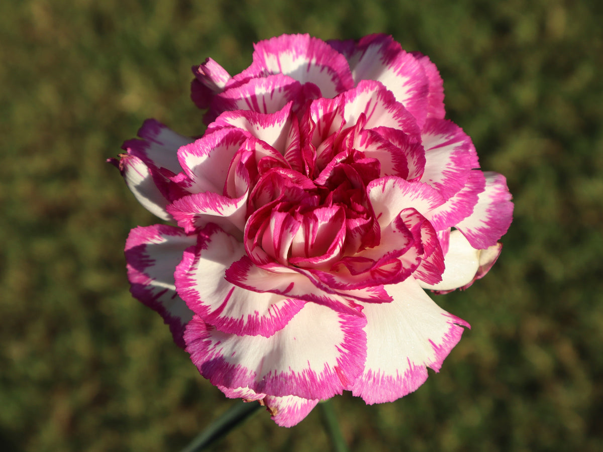 Mixed Carnation / Double Dianthus Chinensis Flower Seeds – photo 4