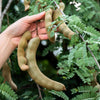 5 TAMARIND FRUIT TREE Tamarindus Indica Bean Pod Legume Seeds