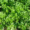 1500 FLAT LEAF PARSLEY Seeds Petroselinum Crispum Plain Single Italian Parsley Seeds