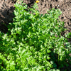 1500 FLAT LEAF PARSLEY Seeds Petroselinum Crispum Plain Single Italian Parsley Seeds