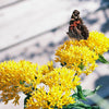 10 Bright YELLOW MILKWEED Butterfly Weed Asclepias Tuberosa Monarch Flower Seeds